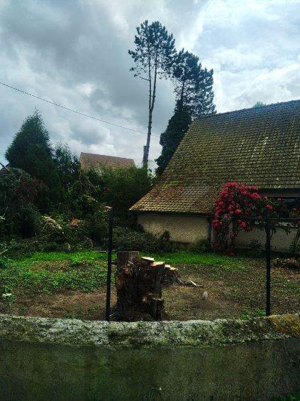 Démontage de pins d'autriche effectué par votre paysagiste sur la commune de Bavinchove
