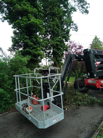Démontage de pins d'autriche effectué par votre paysagiste sur la commune de Bavinchove