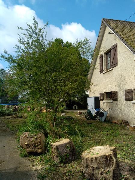 Démontage de pins d'autriche effectué par votre paysagiste sur la commune de Bavinchove