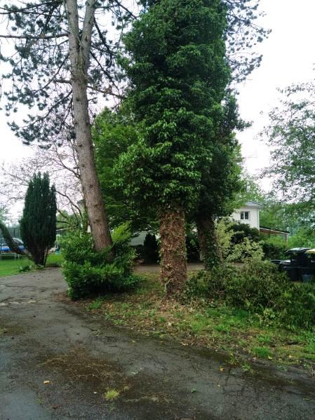 Démontage de pins d'autriche effectué par votre paysagiste sur la commune de Bavinchove