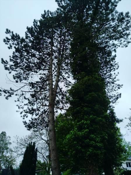 Démontage de pins d'autriche effectué par votre paysagiste sur la commune de Bavinchove