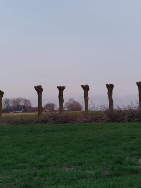 Elagage de peupliers à Rubrouck effectué par votre paysagiste