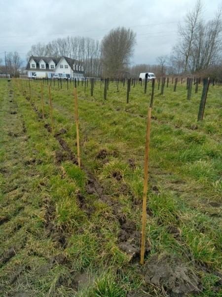 Plantation d'arbre Merckeghem  effectué par votre paysagiste