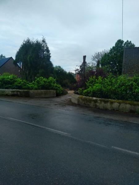 Démontage de pins d'autriche effectué par votre paysagiste sur la commune de Bavinchove