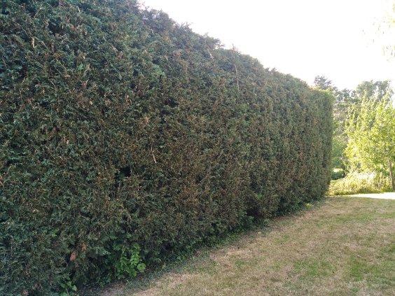 Taille de haie de sapins effectué par votre paysagiste Mr BRIDENNE à Zuytpeene