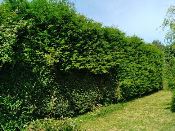 Taille de haie de sapins effectué par votre paysagiste Mr BRIDENNE à Zuytpeene