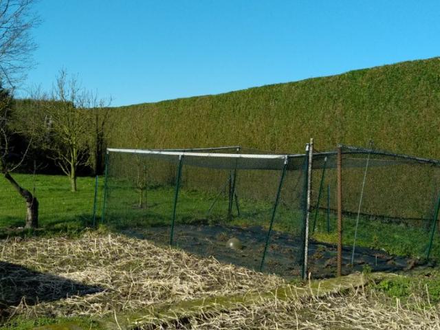 Taille de haie (type  thuya) par votre paysagiste BRIDENNE Mickael à Zuytpeene, près de Cassel