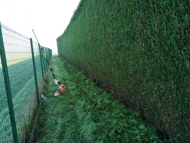 Taille de haie (type  thuya) par votre paysagiste BRIDENNE Mickael à Zuytpeene, près de Cassel