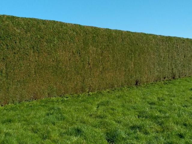 Taille de haie (type  thuya) par votre paysagiste BRIDENNE Mickael à Zuytpeene, près de Cassel