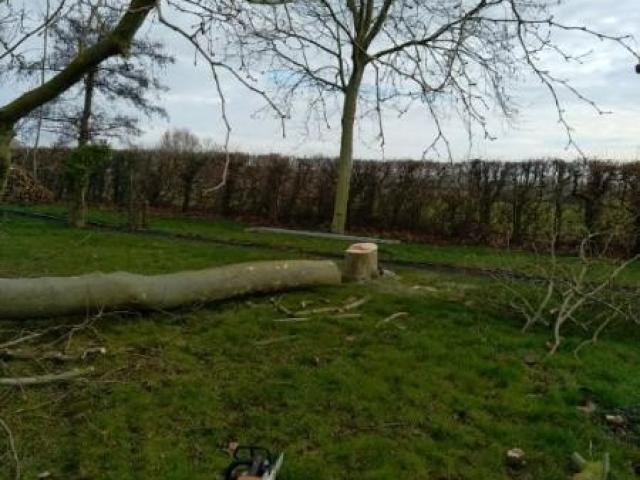 Abattage de deux arbres type platane à WINNEZEELE effectué par votre paysagiste.