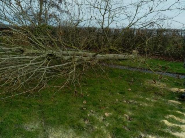 Abattage de deux arbres type platane à WINNEZEELE effectué par votre paysagiste.