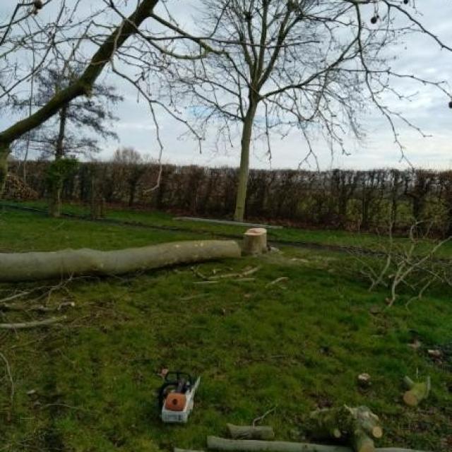 Abattage de deux arbres type platane à WINNEZEELE effectué par votre paysagiste.